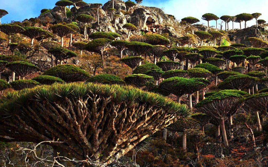 Socotra, la isla atrapada en el pasado que parece de otro planeta
