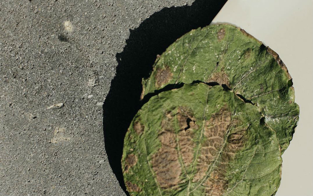 Las primeras imágenes de lo que podrás probar en Molino «El Pujol» de Enrique Olvera