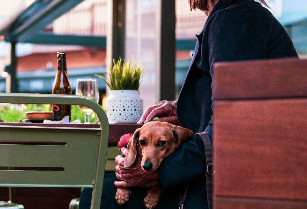 7 cafeterías ‘Pet Friendly’ en la Condesa para relajarte con tu mejor amigo