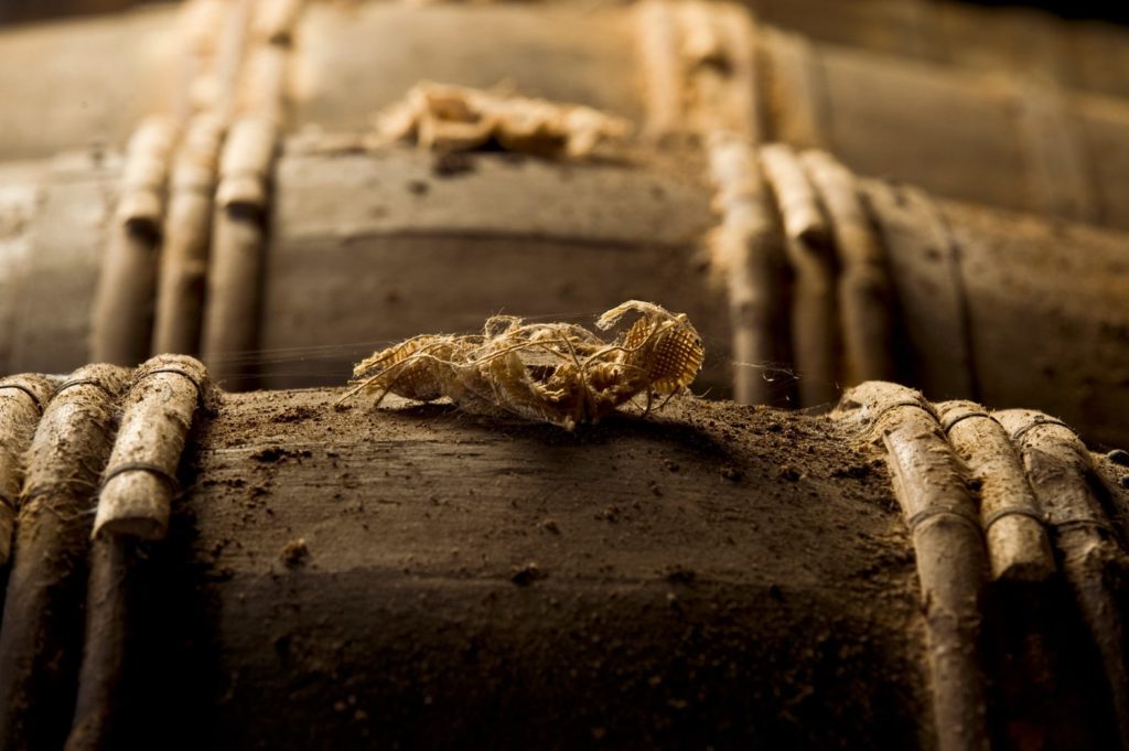 Las Tierçon: barricas centenarias que resguardan el sabor de LOUIS XIII