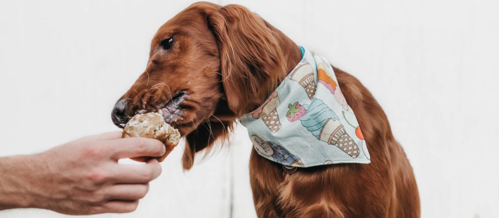 ¿Quieres consentir a tu mascota? 4 locales en la CDMX con postres para perros