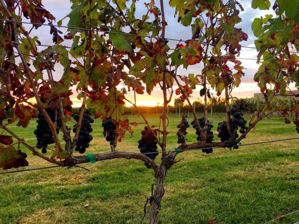 5 diferencias entre el vino del Viejo y el Nuevo Mundo  (conviértete en todo un conocedor)