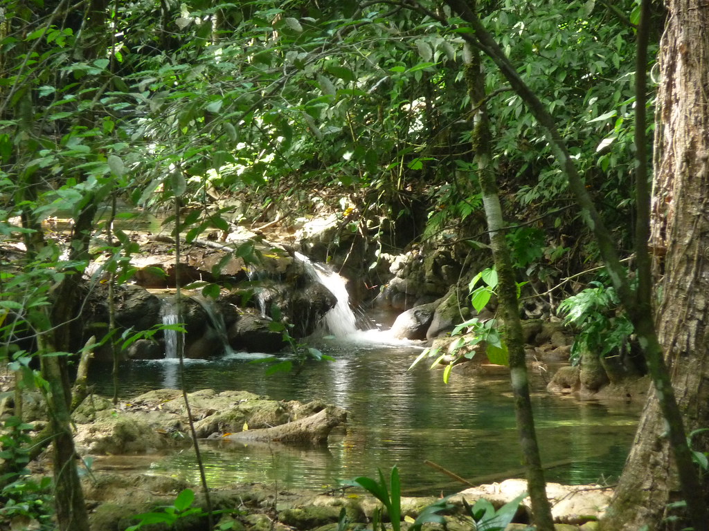 https://foodandpleasure.com/wp-content/uploads/2020/08/selva-lacandona.jpg