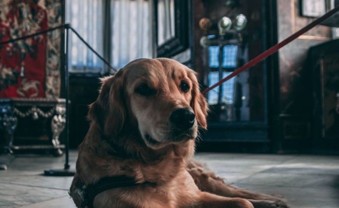 #ARTEYPERROS, el nuevo programa del Tamayo para ir al museo con tu perro