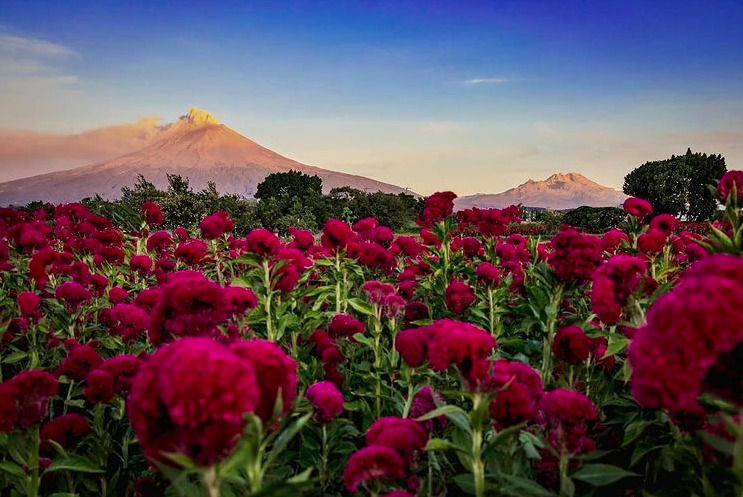 En estos campos de flores en México podrás tomarte las fotos más espectaculares