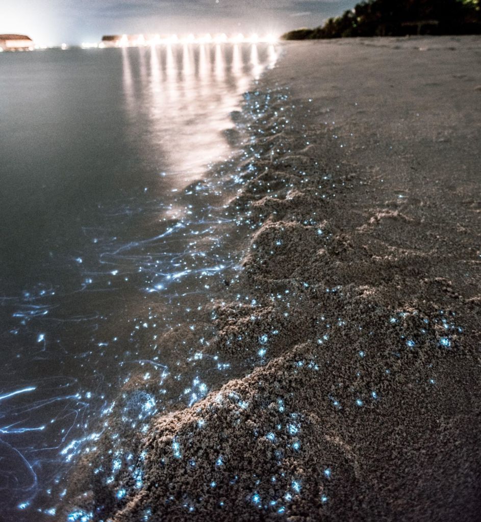 kevin-wolf-bioluminiscencia-unsplash