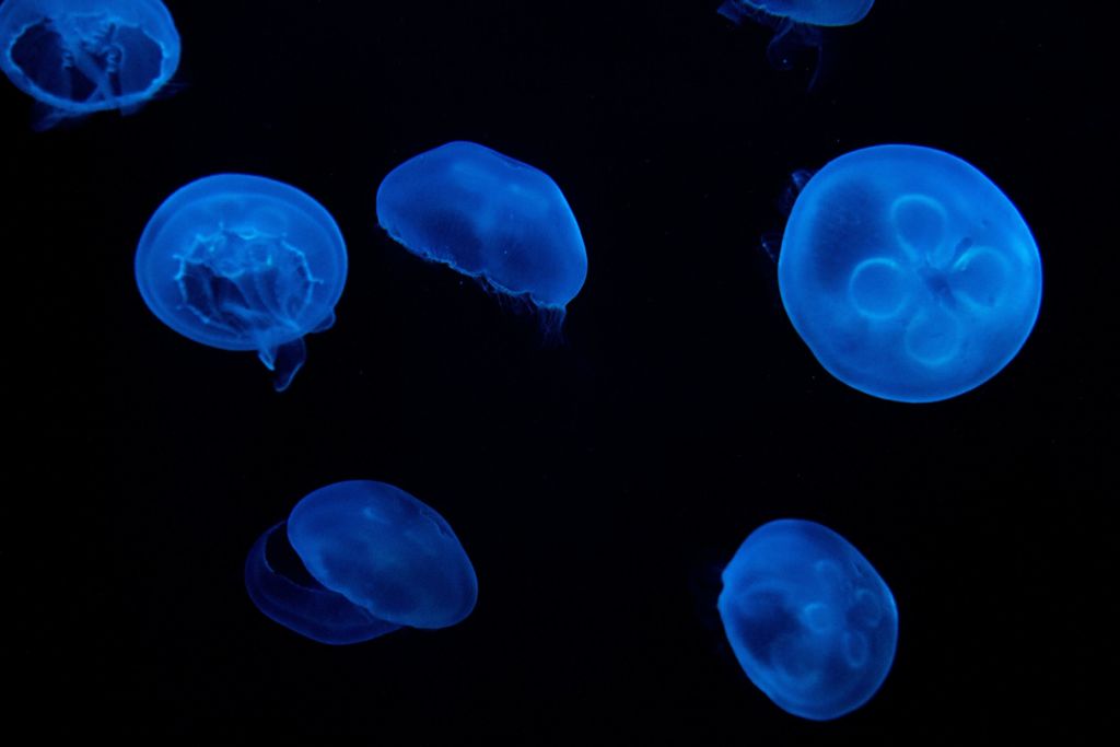 bioluminiscencia 