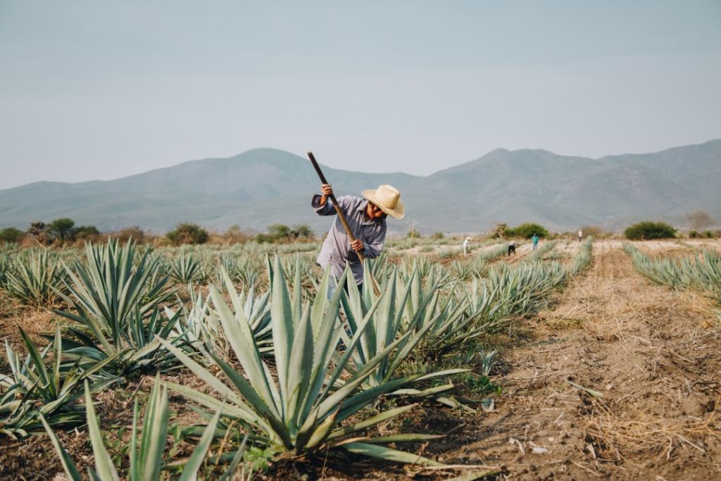 7 palenques mezcaleros en Oaxaca que puedes visitar para aprender sobre este destilado
