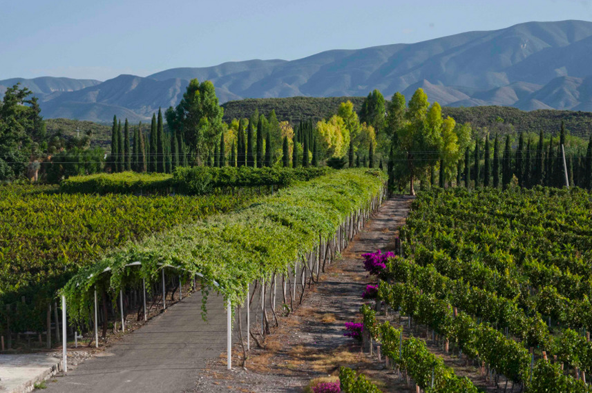 ¿Vinos y fósiles? Con este tour de Saltillo podrás disfrutar lo mejor de ambos mundos