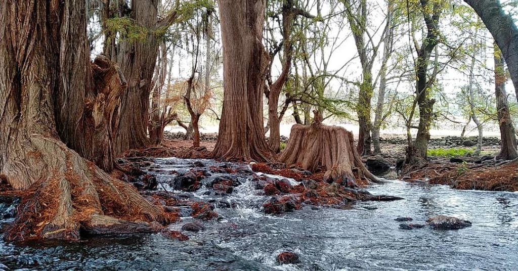Cascadas El Fresno: Un oasis natural a menos de 2 horas de la CDMX
