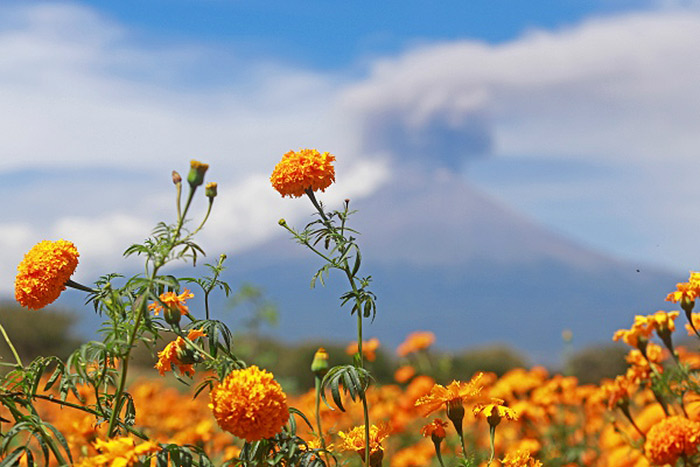 Visita un campo de cempasúchil, una experiencia de tradición y fotografías únicas a pocas horas de la CDMX