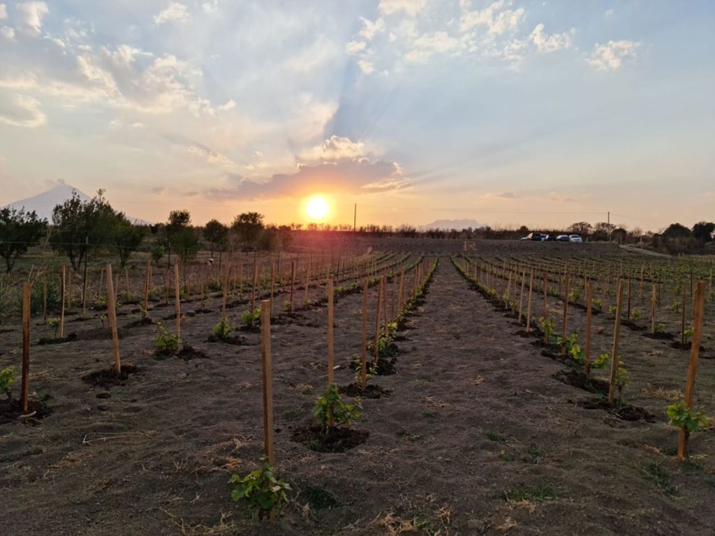 Este viñedo de Puebla es perfecto para disfrutar de experiencias enológicas a pocas horas de la CDMX