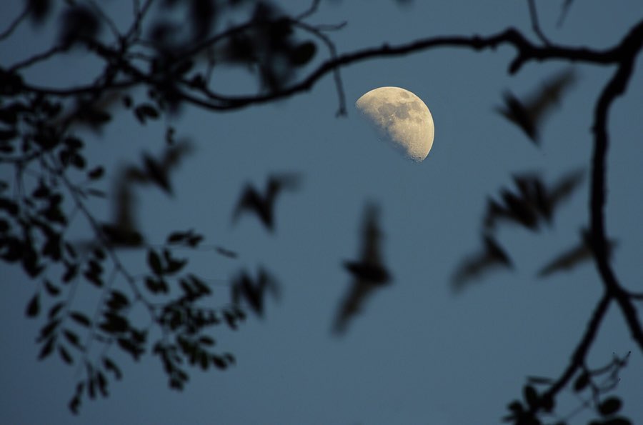 Conoce el volcán secreto de Campeche que resguarda más de dos millones de murciélagos 