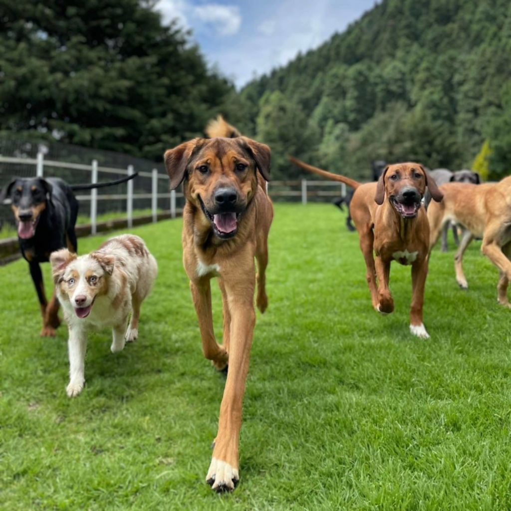 Mumbii: El hotel de perros más cozy para consentir a tu ‘lomito’ en la CDMX