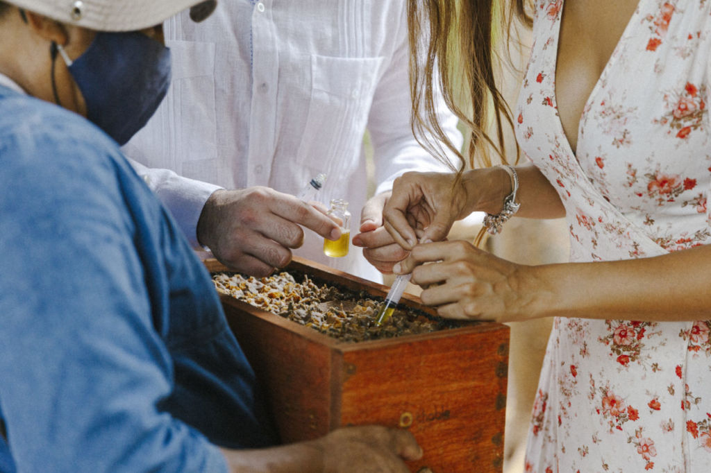 Forma parte de la conservación de la abeja melipona con ceremonias en medio de la jungla mexicana