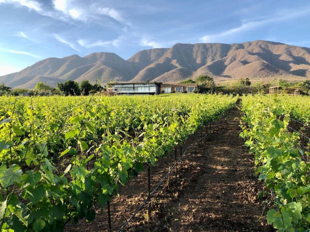 Estramancia: el viñedo boutique de Chapala para conocer estas vacaciones