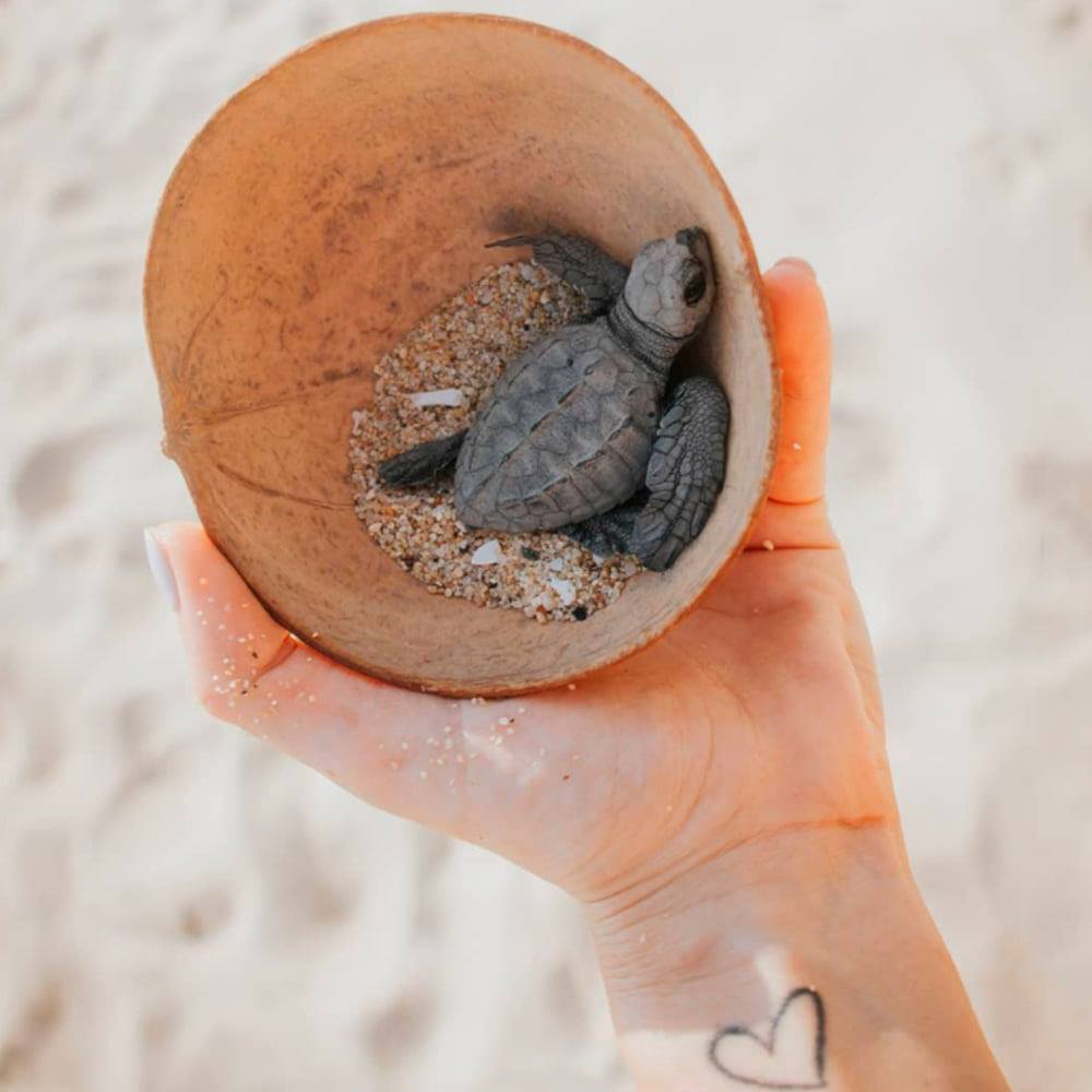 liberacion-de-tortugas