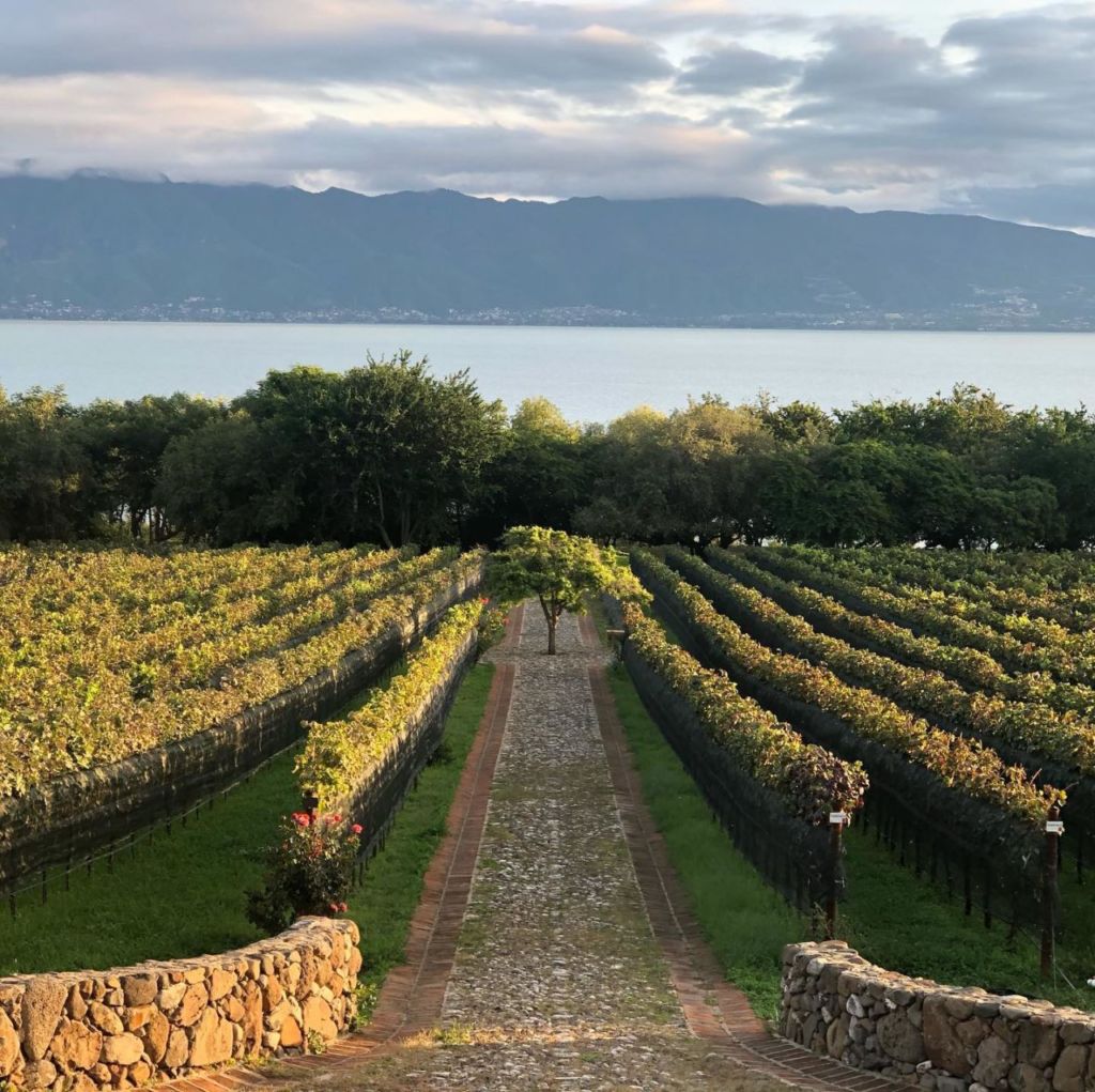 viñedos-en-chapala