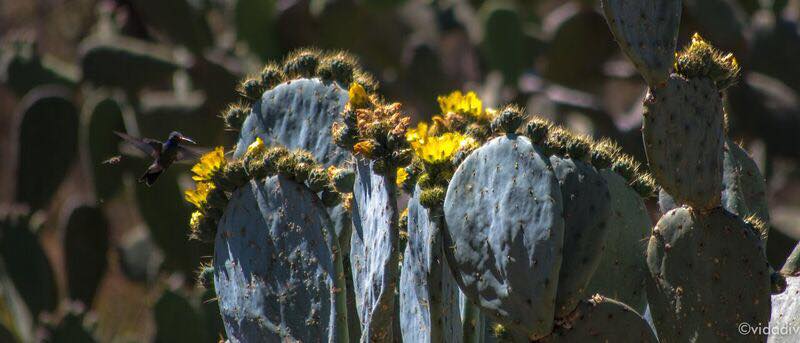 Te presentamos los 4 jardines botánicos más bonitos de la CDMX