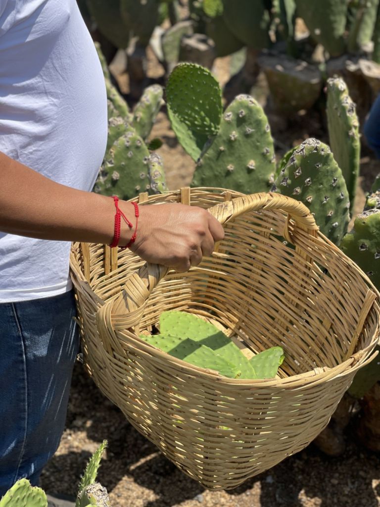 La Ruta de la Milpa: experiencia culinaria en el campo con un sake en la mano