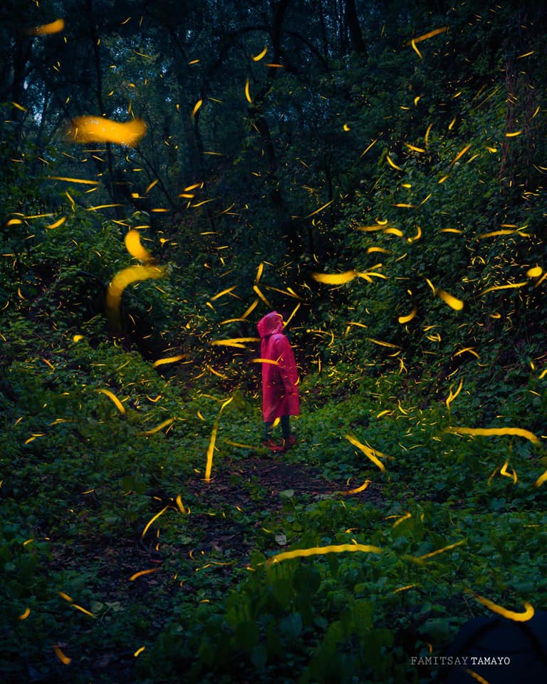 Visitar el Santuario de las Luciérnagas en Amecameca será uno de los espectáculos luminiscentes más bonitos que podrías vivir