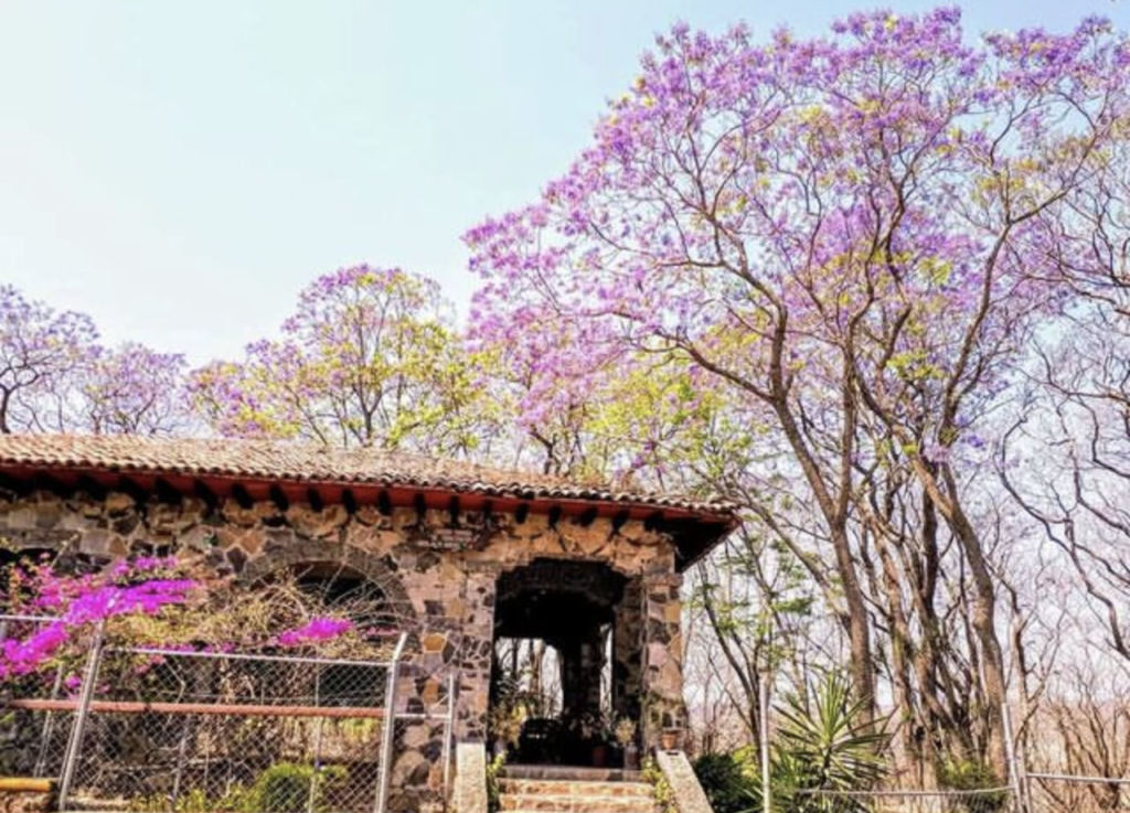 Jiquilpan: el Pueblo Mágico que se pinta de morado en esta temporada ¡Tienes que visitarlo!