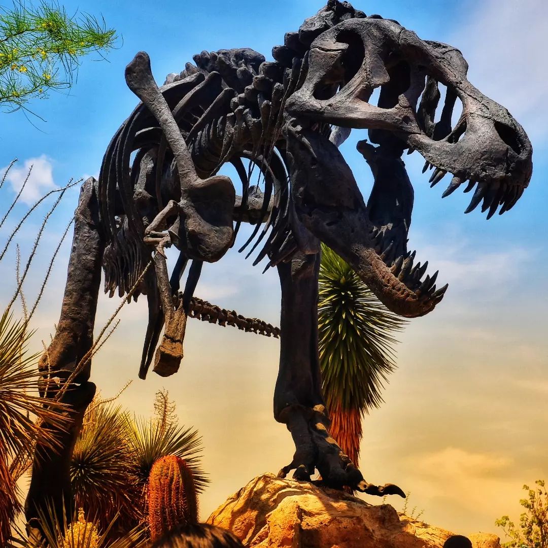 Conoce el Museo del Desierto en Coahuila, la exhibición de fósiles de  dinosaurios más grande en todo México