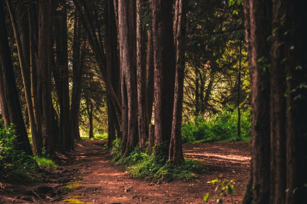 Los 6 bosques más románticos en la CDMX y sus alrededores
