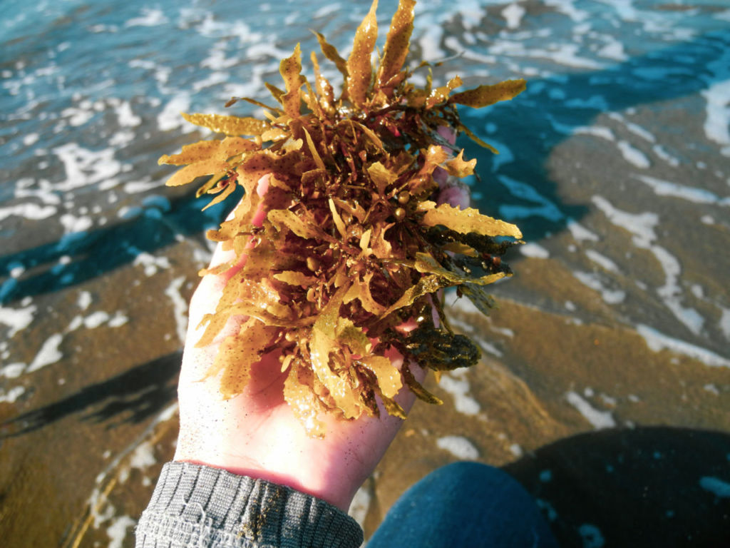 ¿Cuáles son las playas de México con sargazo y en qué meses evitarlas?