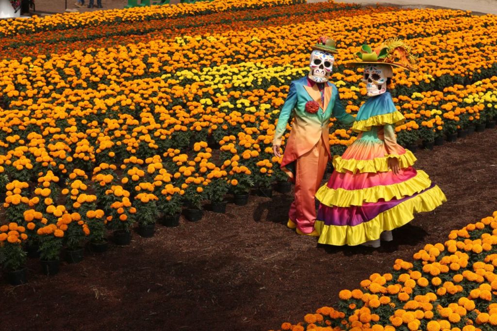 ¡Hay un campo de cempasúchil en Xochimilco! Y es la temporada perfecta para tomarte fotos  