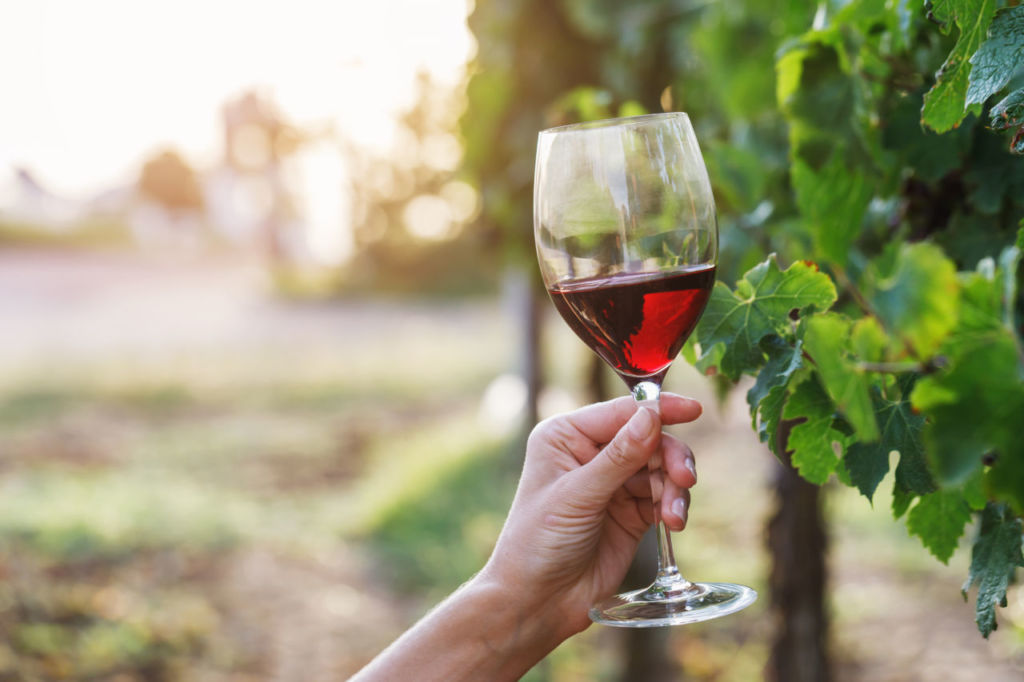 Conoce el primer viñedo en Hidalgo, un destino imperdible cerca de la CDMX&nbsp;