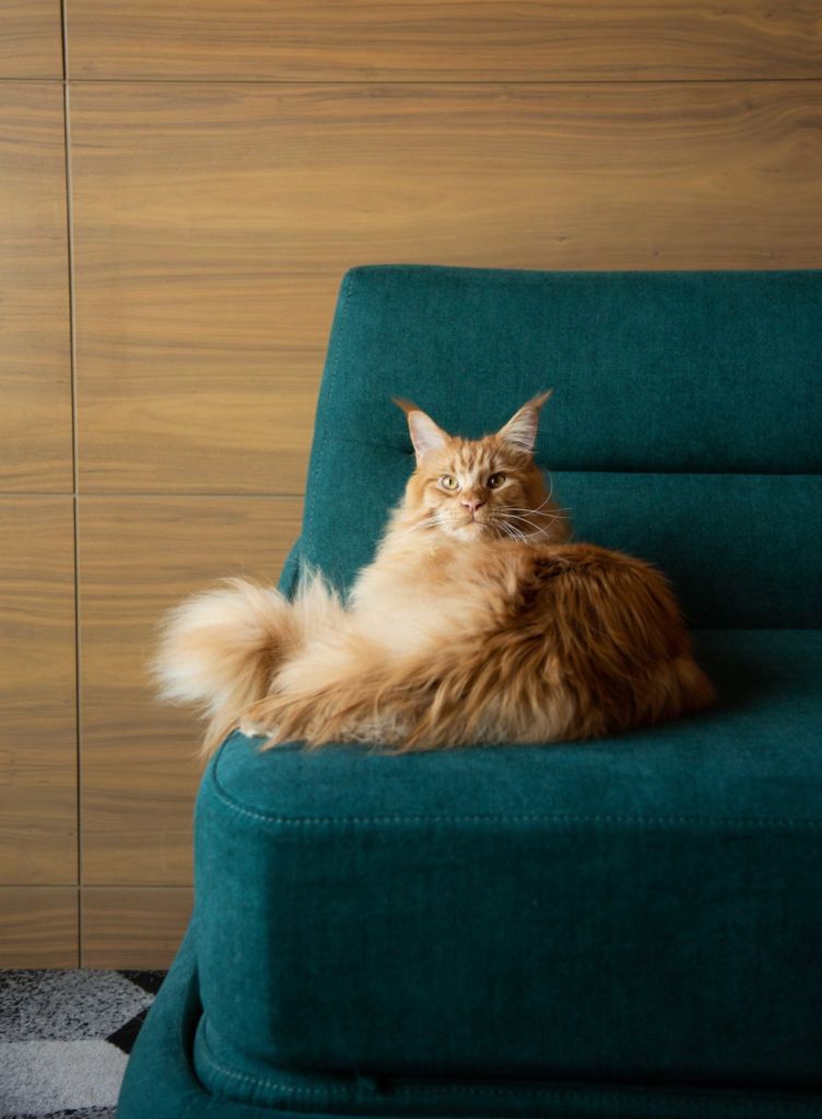 5 hoteles en la CDMX donde puedes hospedarte con tu gato en el ambiente más sofisticado