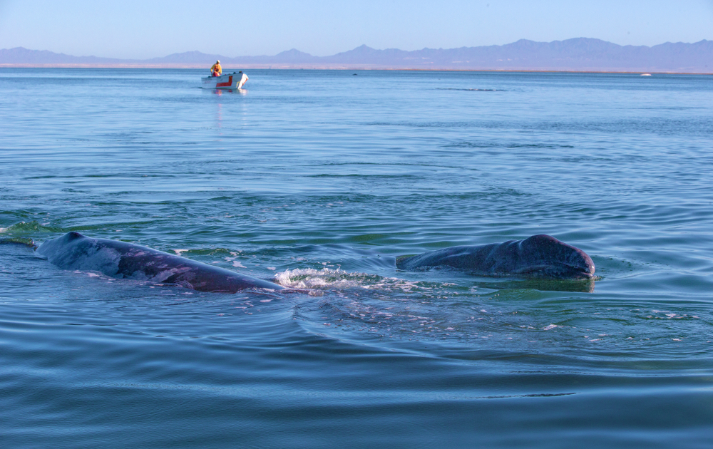 En este destino desconocido debes atravesar unas dunas para observar a las ballenas 