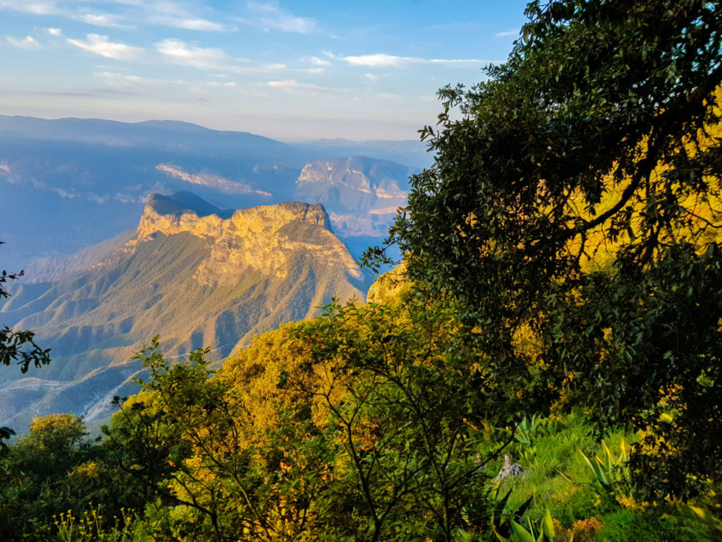 Conoce Pinal de Amoles y su bosque de biznagas (una maravilla natural única)