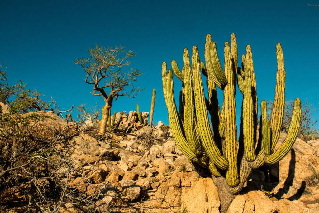 El santuario de cactus más grande del mundo está en México y esta es la razón para visitarlo