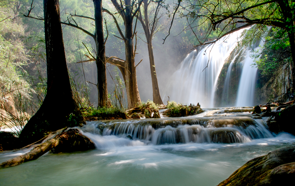 El pulmón natural más grande del mundo se encuentra en México ¿Sabes cuál es?