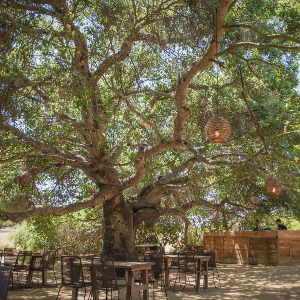 Primitivo: cocina de humo bajo un encino de más de 300 años en Valle de Guadalupe
