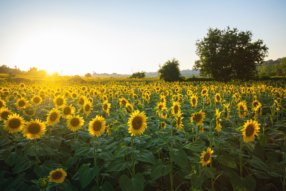 Durante los meses de junio a septiembre, podrás disfrutar la belleza de un campo de girasoles en el cual podrás tomarte fotos increíbles.