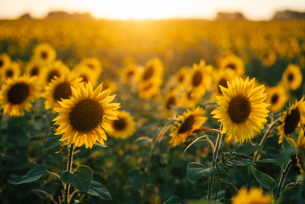Conoce el campo de girasoles más bonito en un Pueblo Mágico al norte de México 