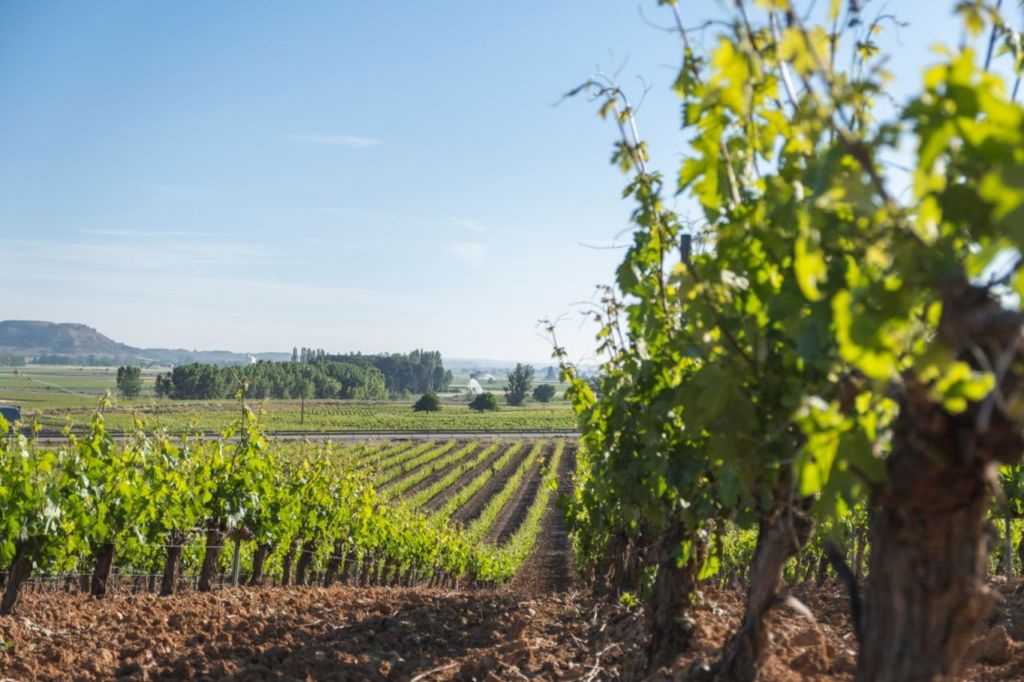 bodega de vinos española