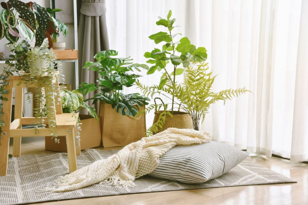 cómo usar plantas según el feng shui