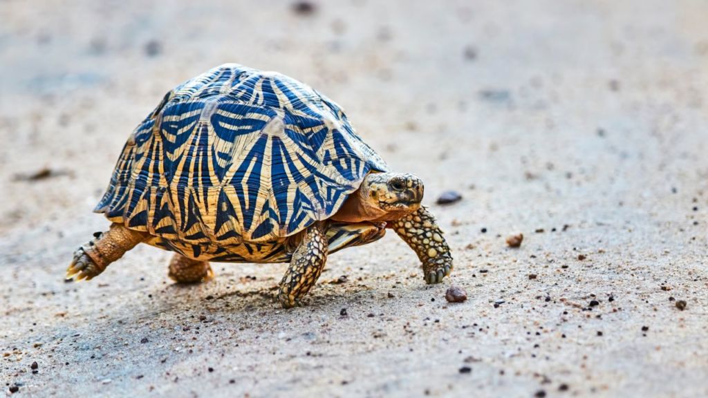 liberar tortugas en jalisco