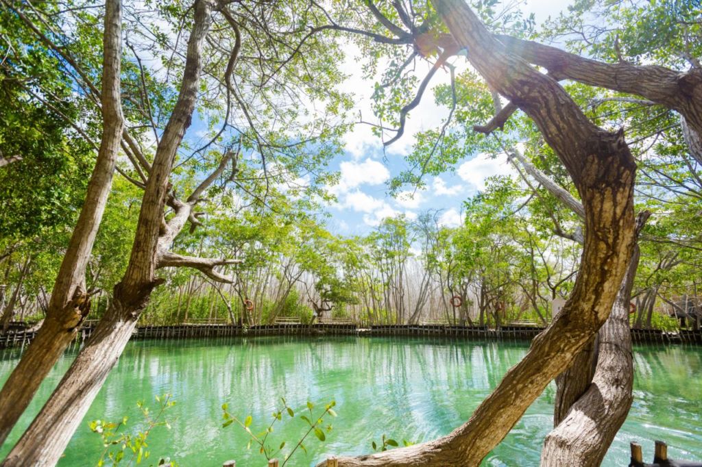 El Corchito: cenotes y aguas cristalinas junto a una de las playas más bonitas de Yucatán
