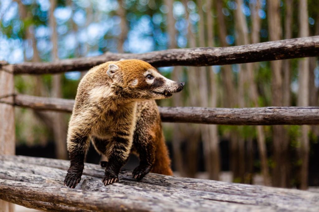 el corchito Yucatán