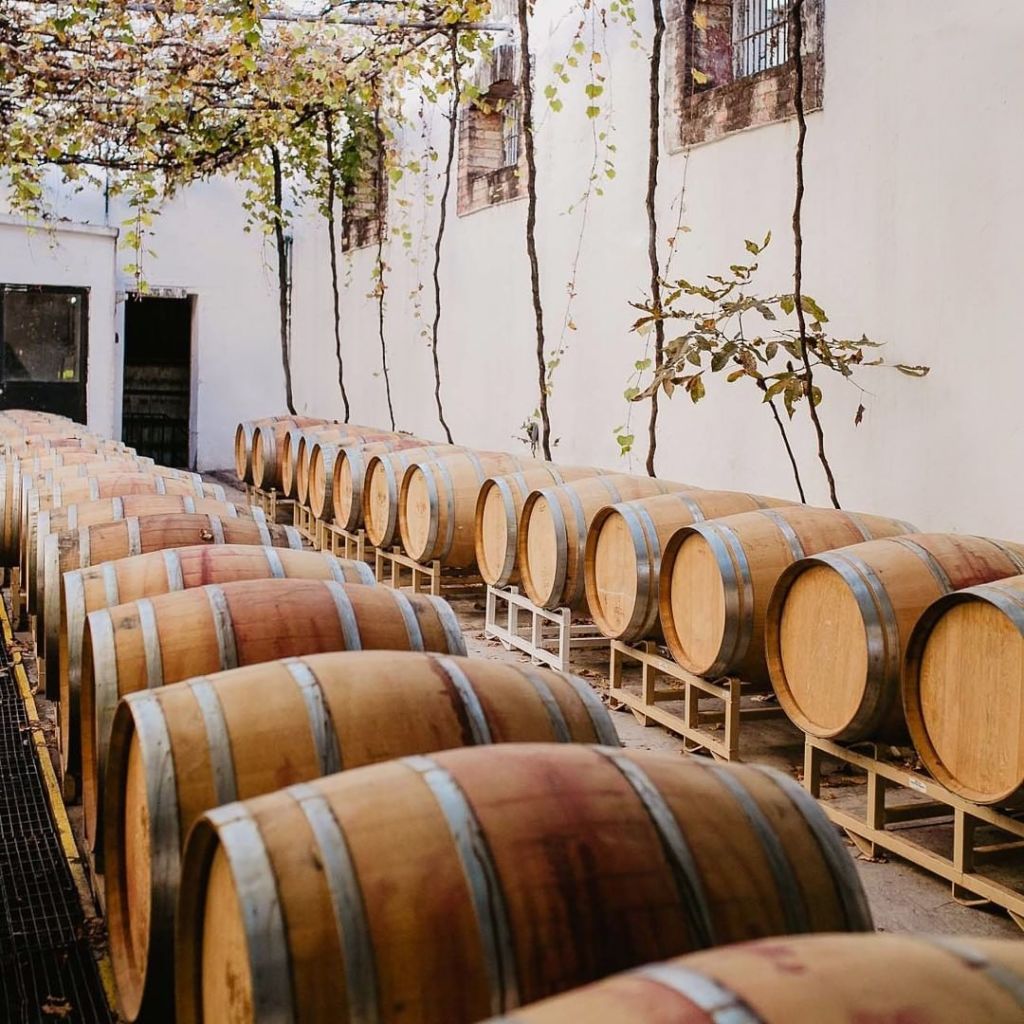 viñedos en Coahuila