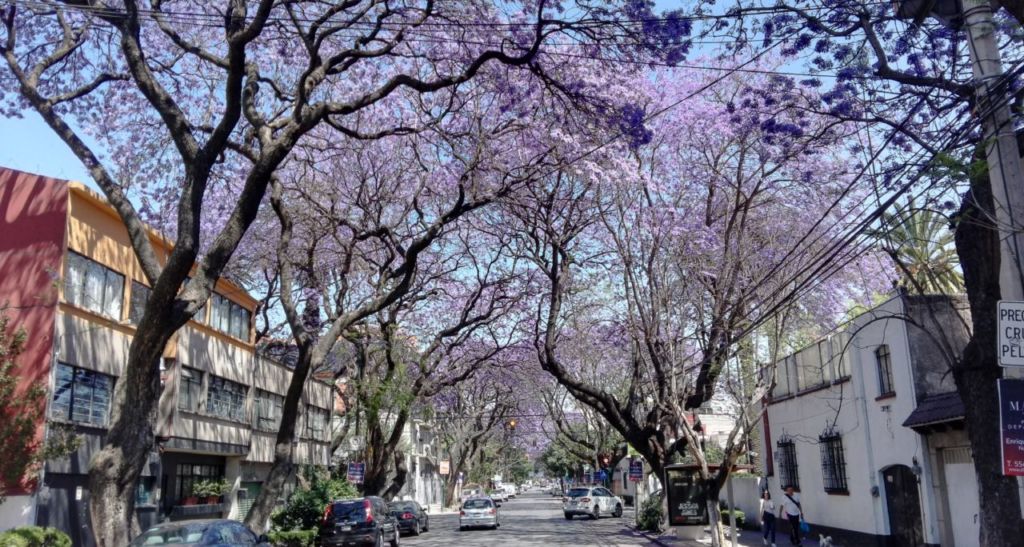 colonias en cdmx para vivir si no tienes coche