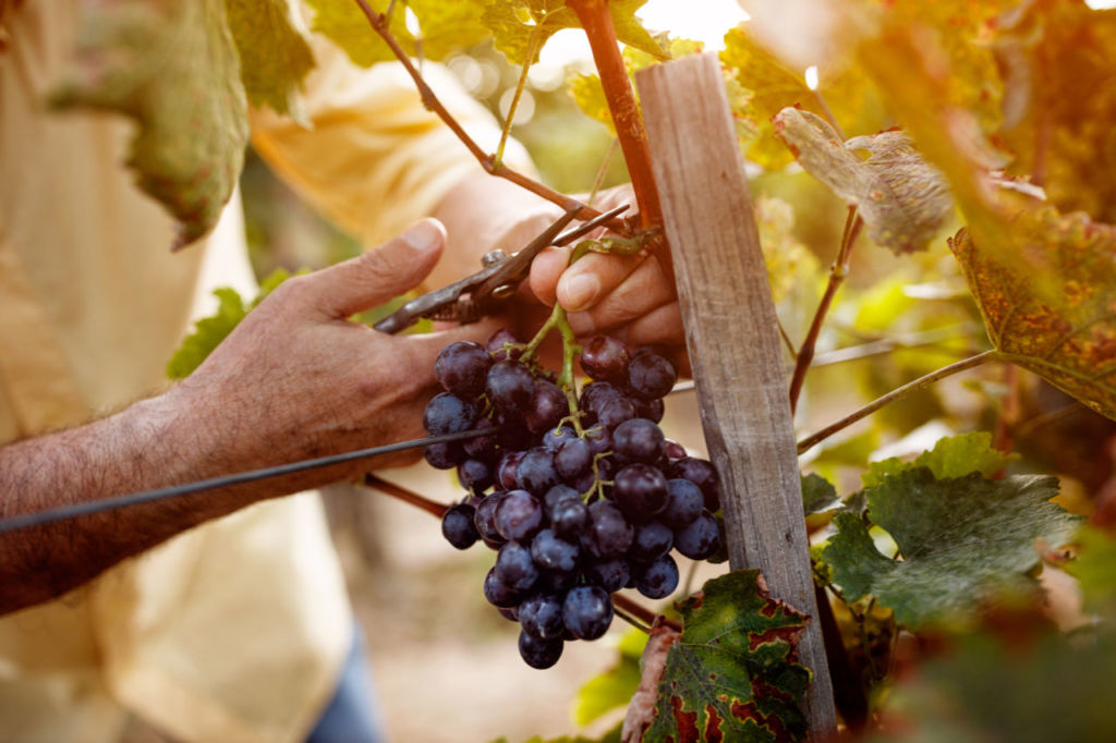 ruta del vino Guanajuato