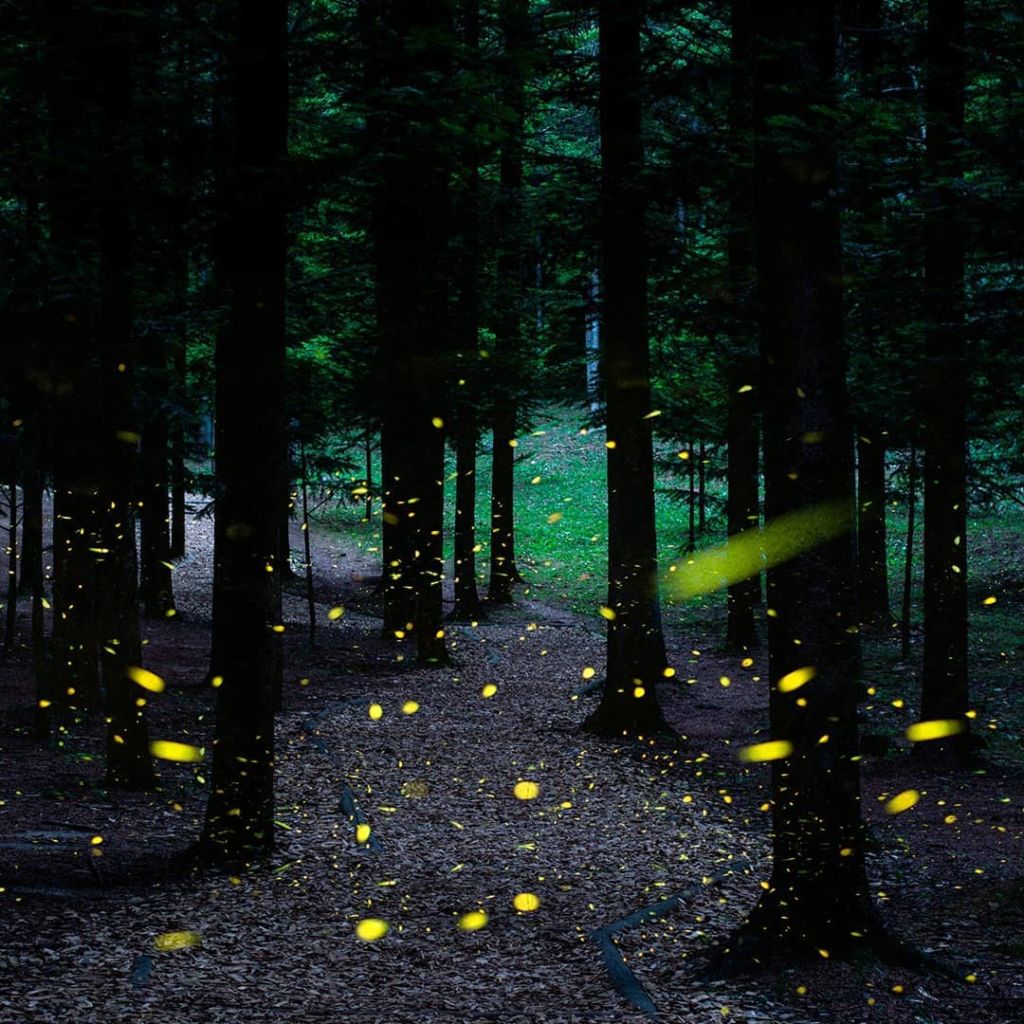 posadas para ver luciérnagas 