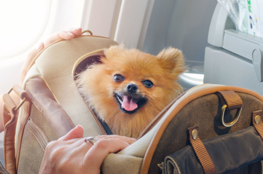 viaje con perritos en avión