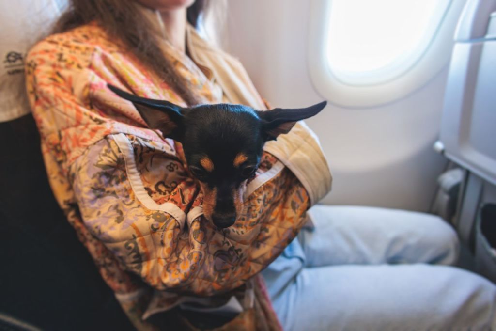 viajar con mascotas en avión